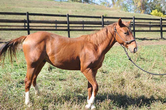 Pauley Performance Horses for Sale