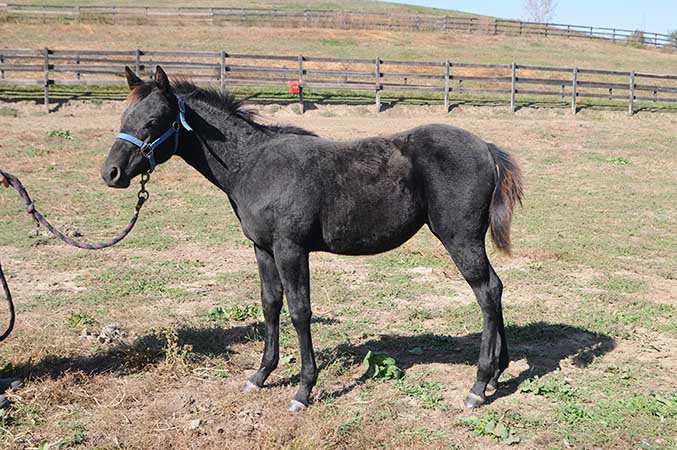 Heart of Gold Pine Foal 2015  by Shineys Fancy Jac out of Twice As Shiney