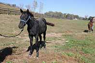Heart of Gold Pine Foal 2015 out of Shineys Fancy Jac by Twice As Shiney