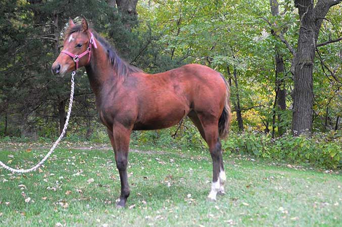 Pauley Performance Horses for Sale