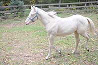 Shiney Show Lady by Twice As Shiney out of Shining Spark and Dunit Show Lady by Hollywood Dun It