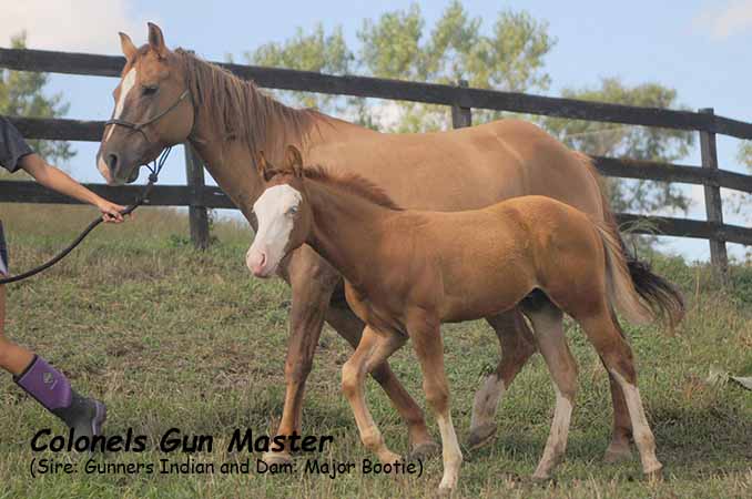Pauley Performance Horses Colonels Gun Master by Gunners Indian and Major Bootie 