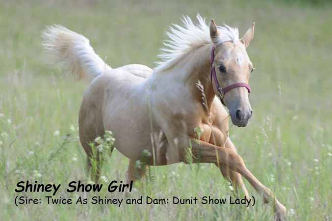 Pauley Performance Horses Shiney Show Girl by Twice As Shiney & DunIt Show Lady