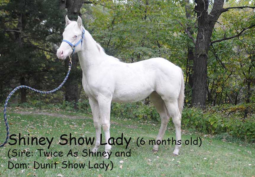 Pauley Performance Horses 2013 Filly Shiney Show Lady out of Twice As Shiney out of Shining Spark and Dunit Show Lady by Hollywood DunIt 