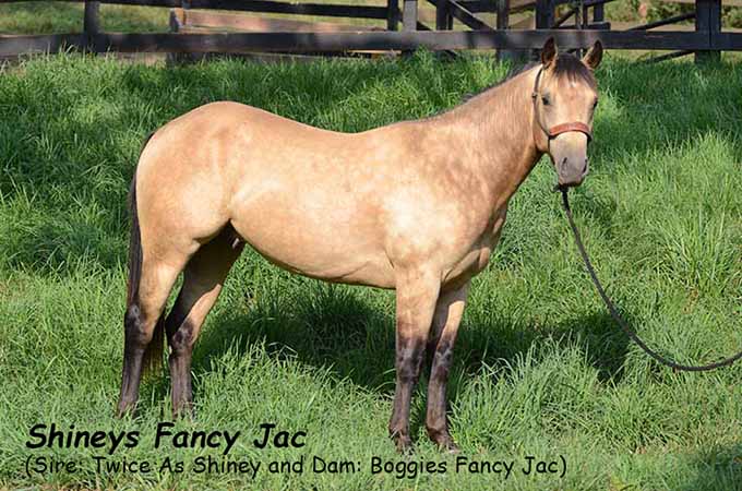 Pauley Performance Horses Shiney Fancy Jac by Twice As Shiney